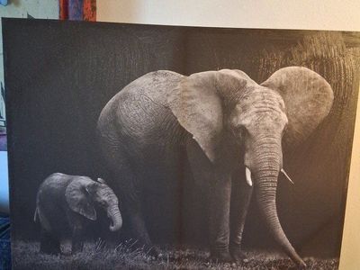 Picture elephants