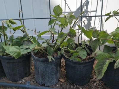 Thornless Triple Crown Blackberry
