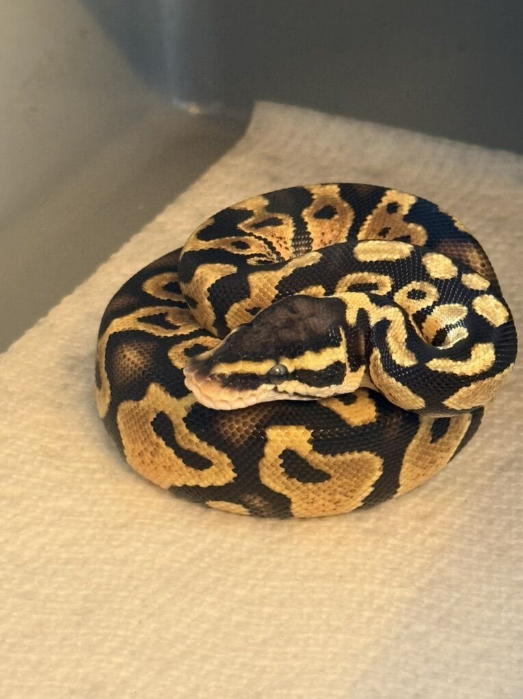 Pastel 66%TH Pied Clown VPIAxanthic Ball Python