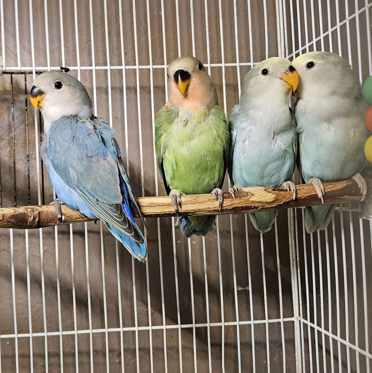 Beautiful Baby Lovebirds