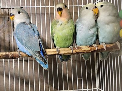 Beautiful Baby Lovebirds