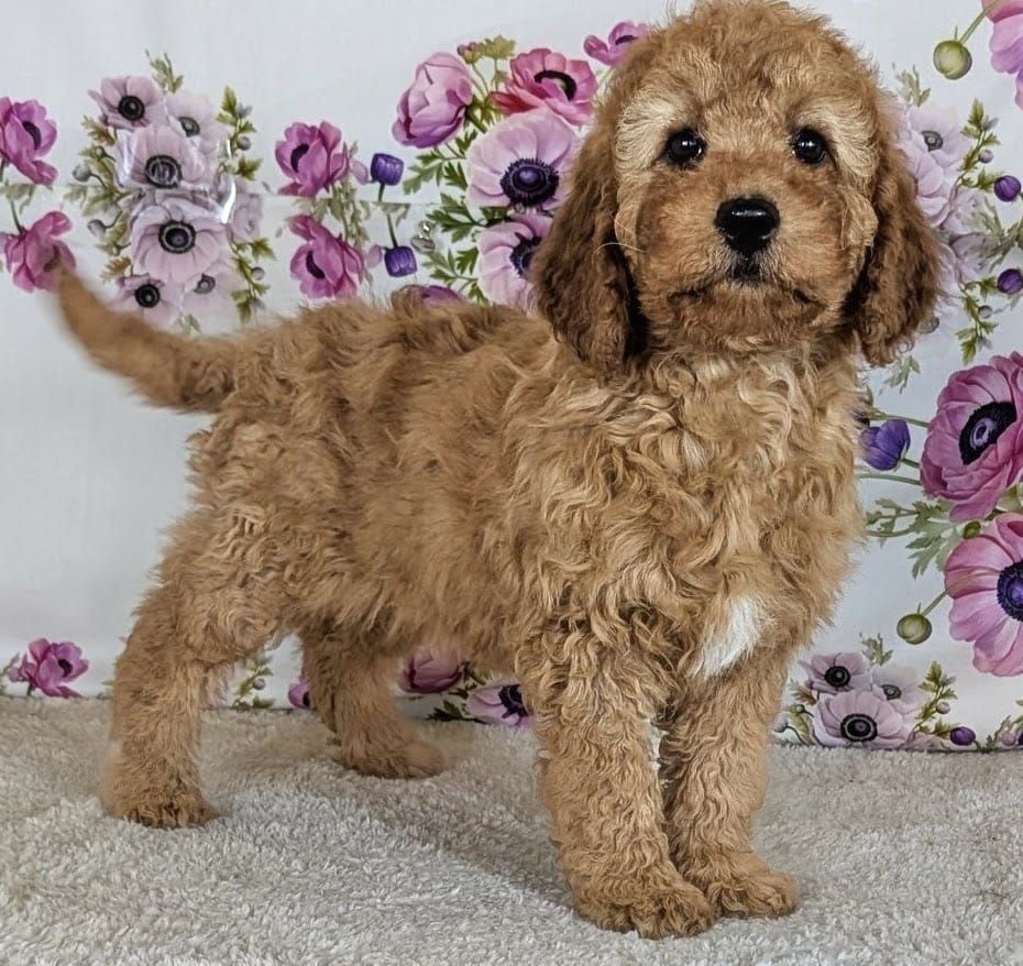 Girl Sunny - Mini Goldendoodle $2100
