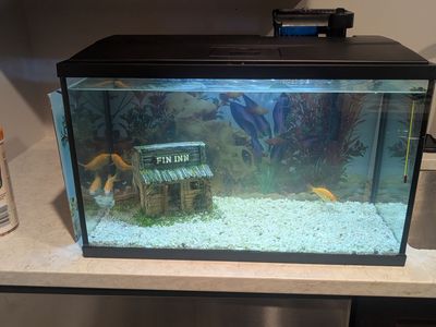 Fish tank 10 gal complete with food and filters