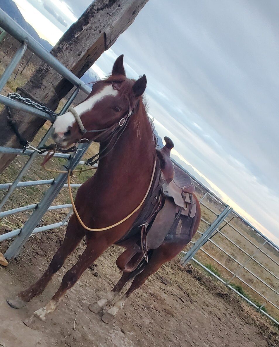 2.5 yr old Gelding