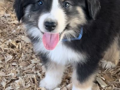 Australian Shepherd Puppies Arizona