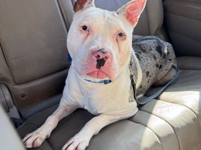 Hello my name is Kayak