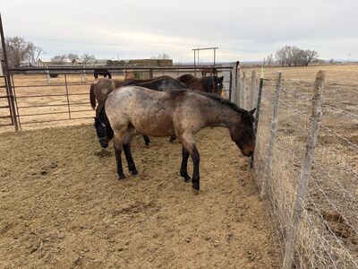 Yearling grade horse colt