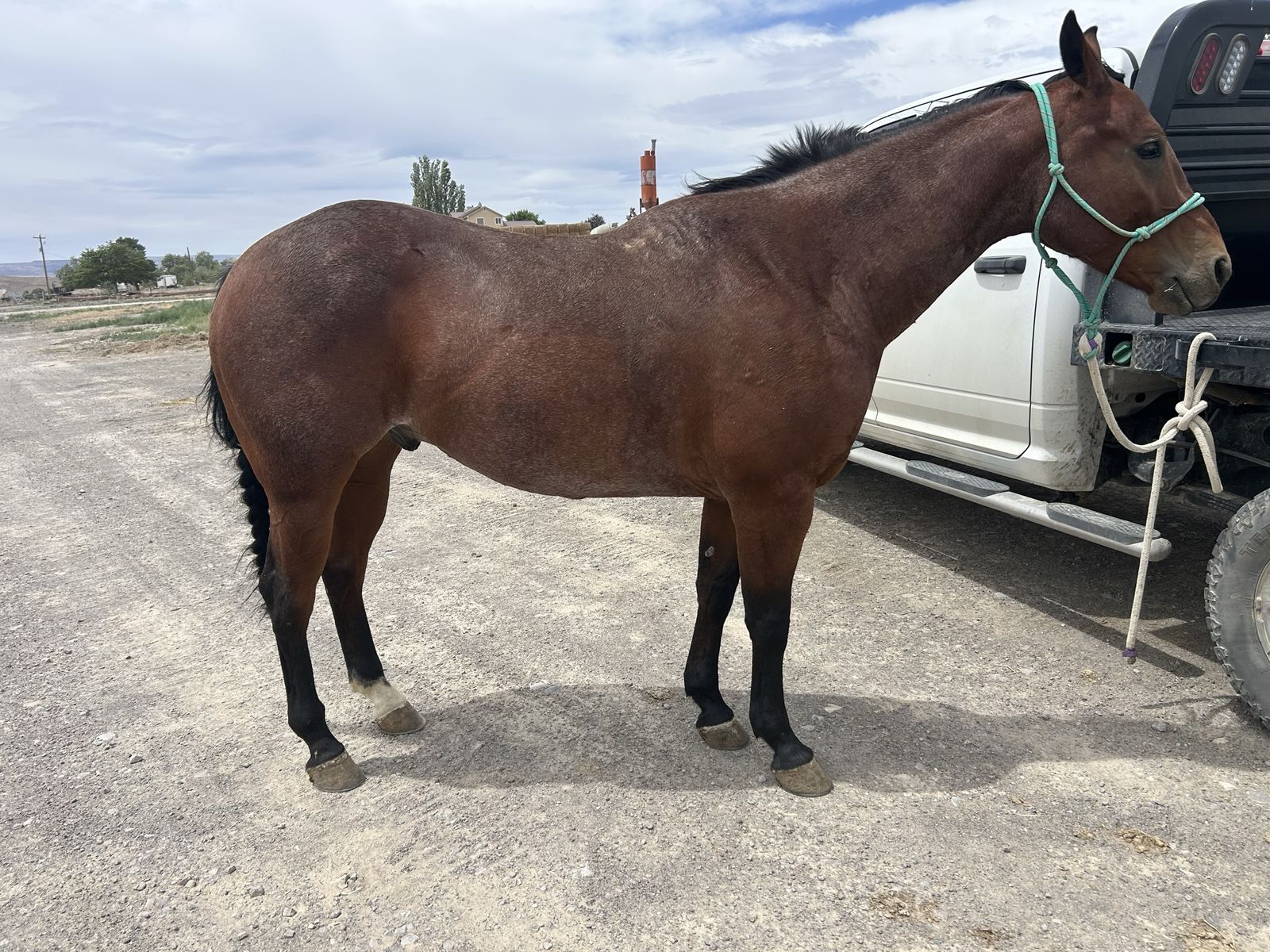 5 year old papered gelding