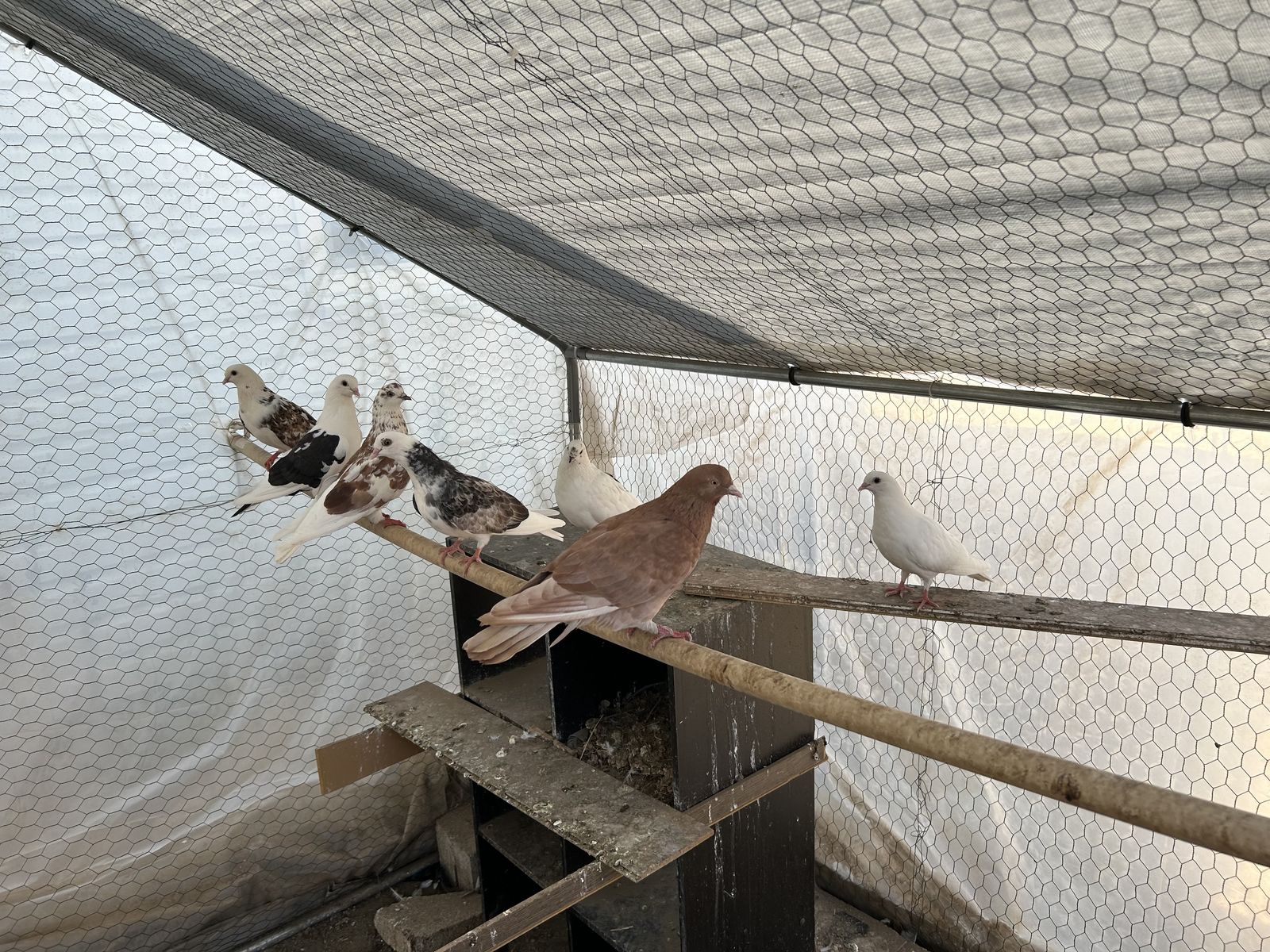 Pigeon 