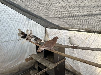 Pigeon