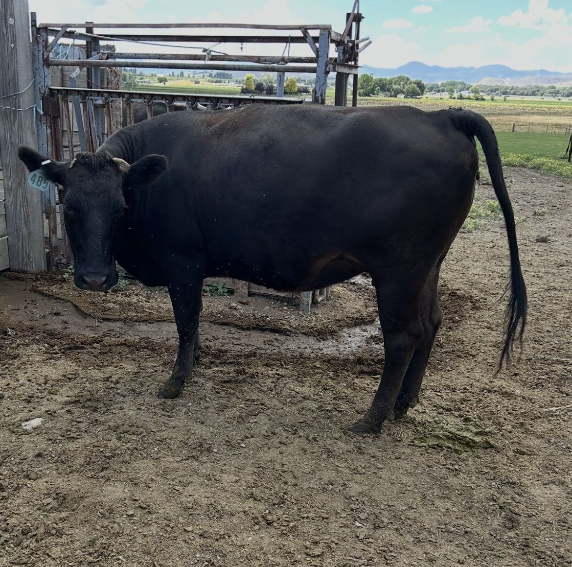 Wagyu Herd For Sale