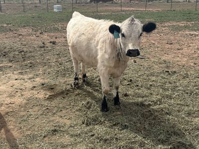 British White Heifer