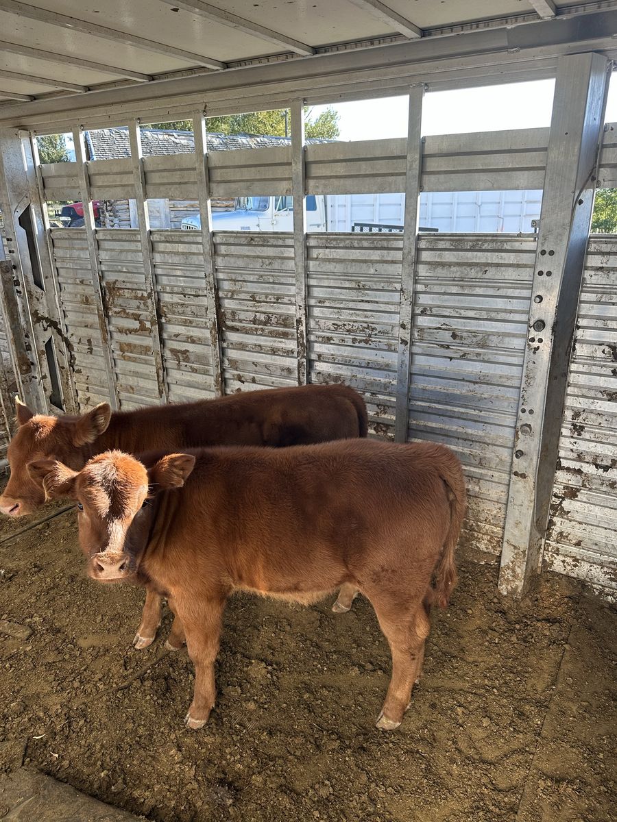 2 red angus heifer calves