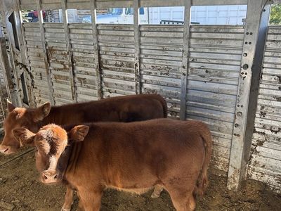 2 red angus heifer calves