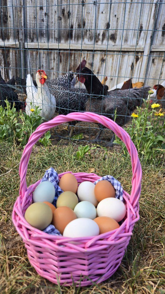 Farm Fresh Assorted Chicken Eggs - Multi-Colored Dozen