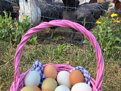 10 dozen eggs available!
