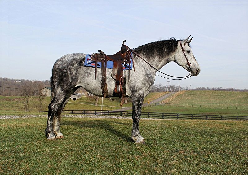 Dapple grey draft cross mare