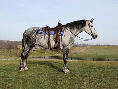 Dapple grey draft cross mare