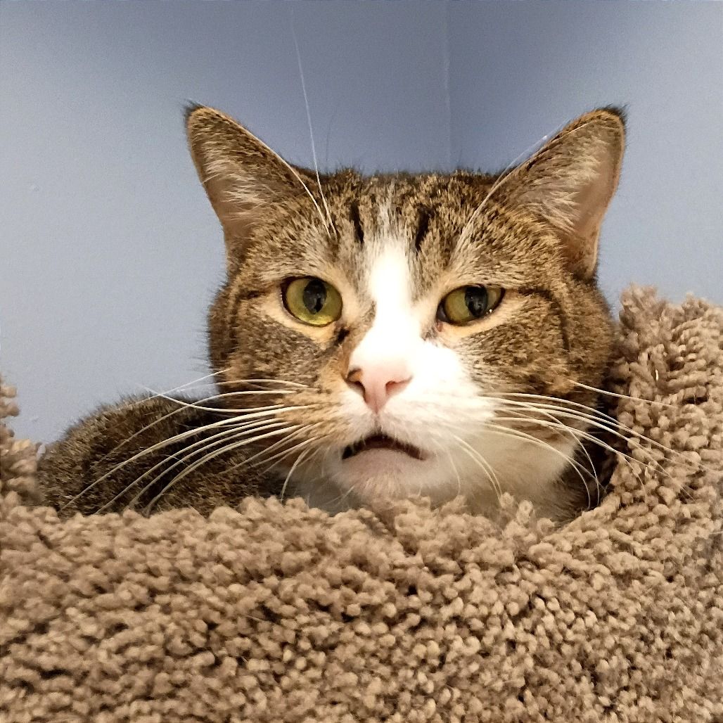 Hello my name is Pepper