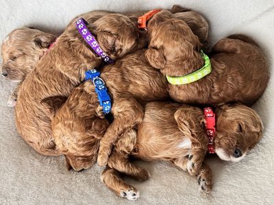 Mini Goldendoodle Puppies – Home Raised – Ready June 29