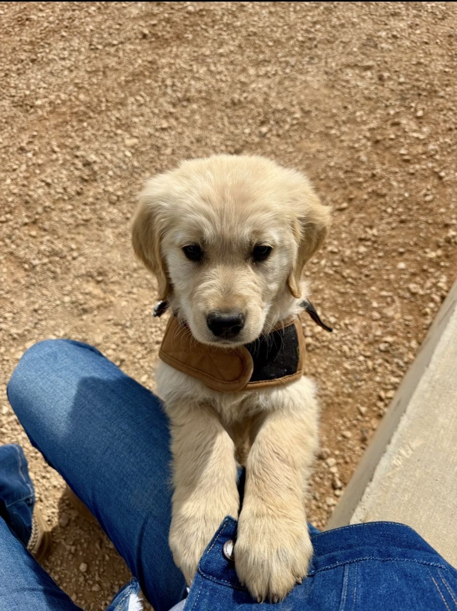 Purebred Golden