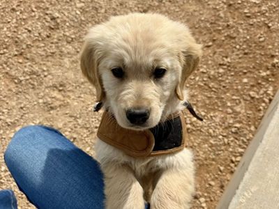 Purebred Golden