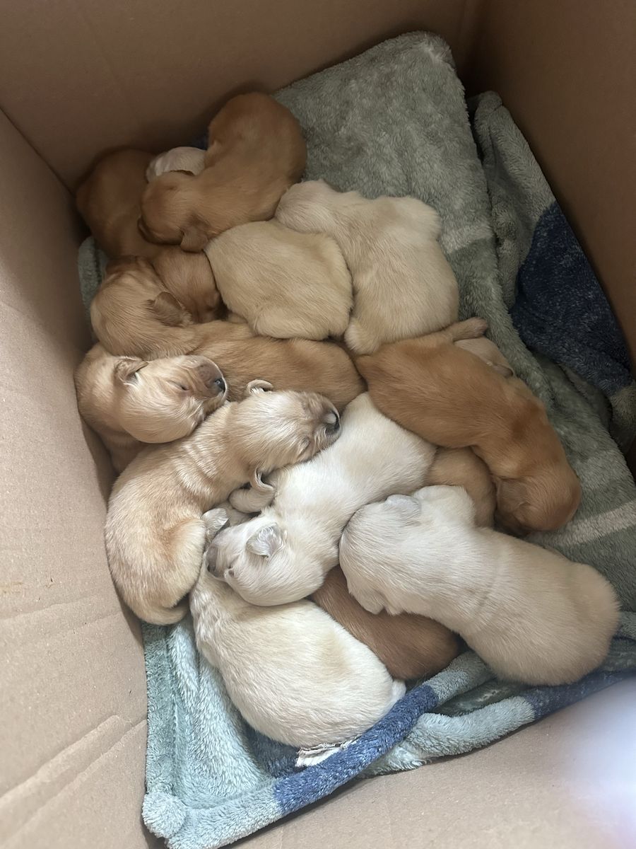 Full breed golden retriever puppies