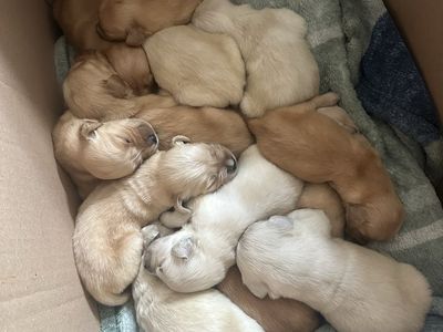 Full breed golden retriever puppies