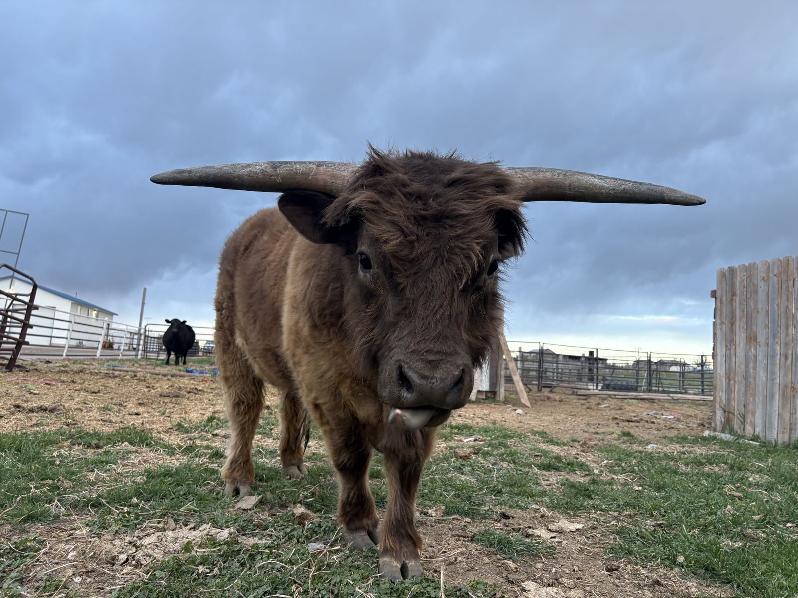 Highland / mini belted galloway