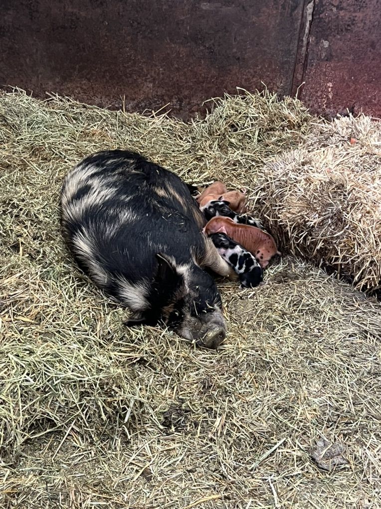 Kune Kine Piglets