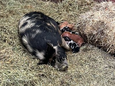 Kune Kine Piglets