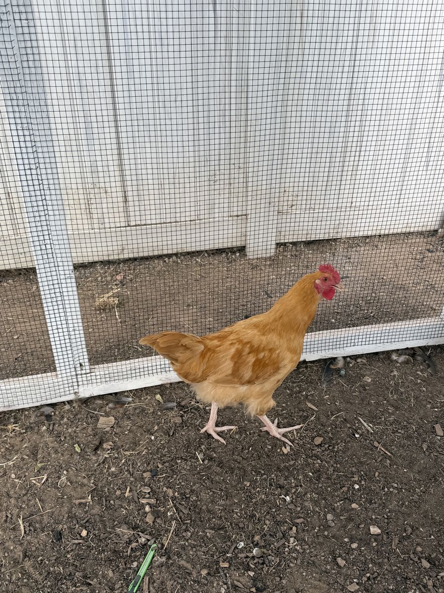 Free Golden rooster