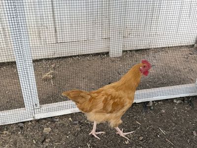 Free Golden rooster