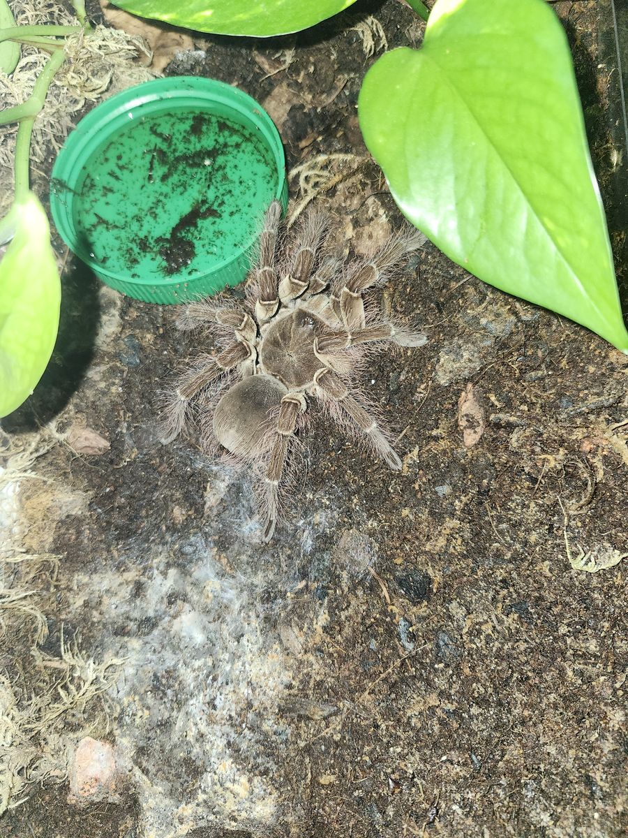 Goliath Birdeater (Theraphosa Blondi)