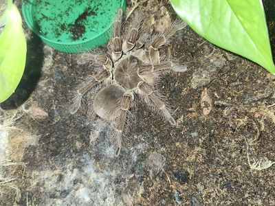 Goliath Birdeater (Theraphosa Blondi)