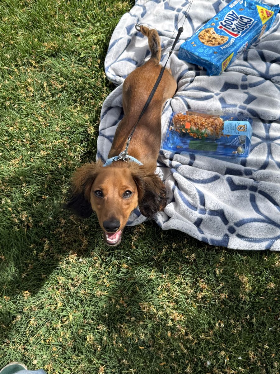 Stud Mini long haired dachshund