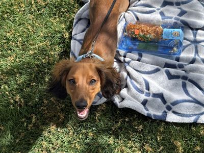 Stud Mini long haired dachshund