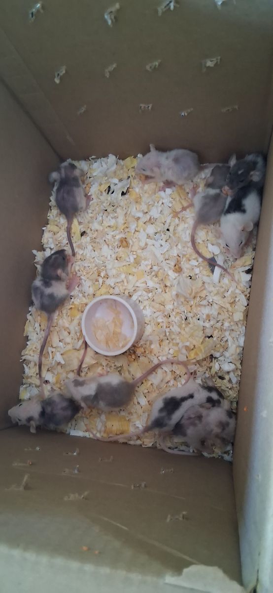 Baby Pet Rats