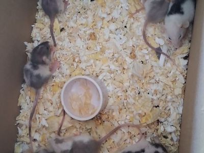 Baby Pet Rats