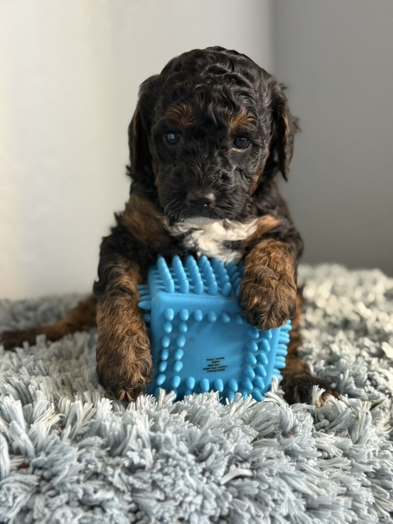 AKC Phantom & Hidden Tricolor Mini Poodles