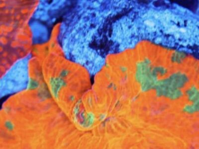 Candy Crush Jawbreaker