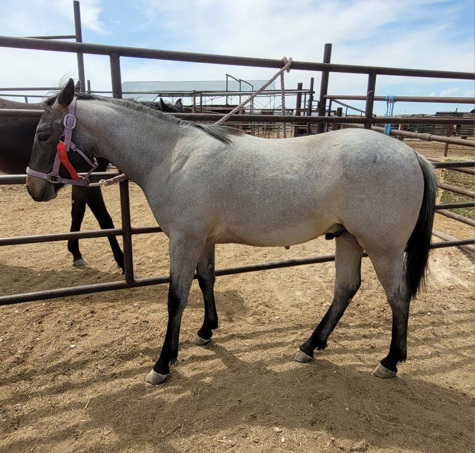 AQHA roan stud colt