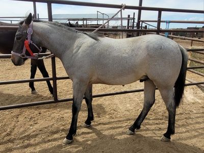 AQHA roan stud colt