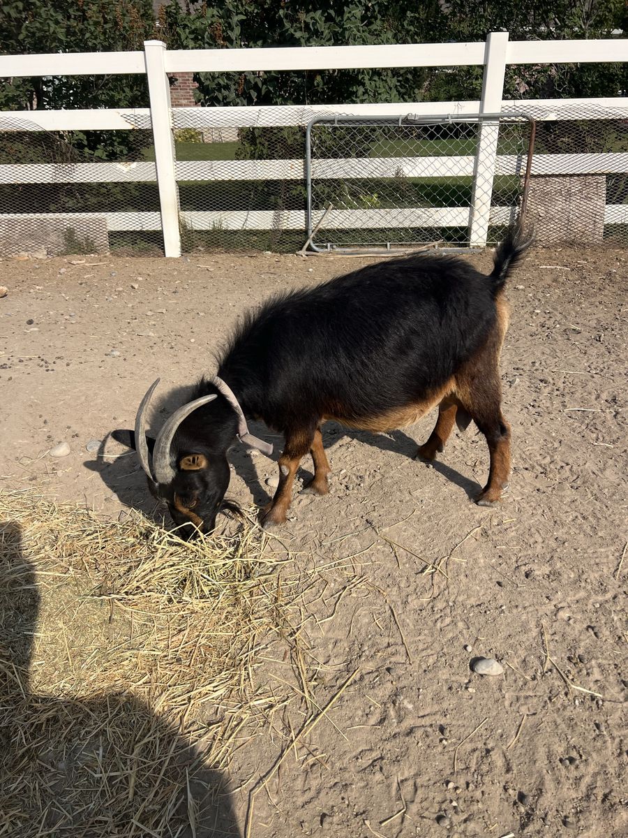 Nigerian goats for sale