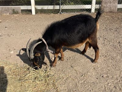 Nigerian goats for sale