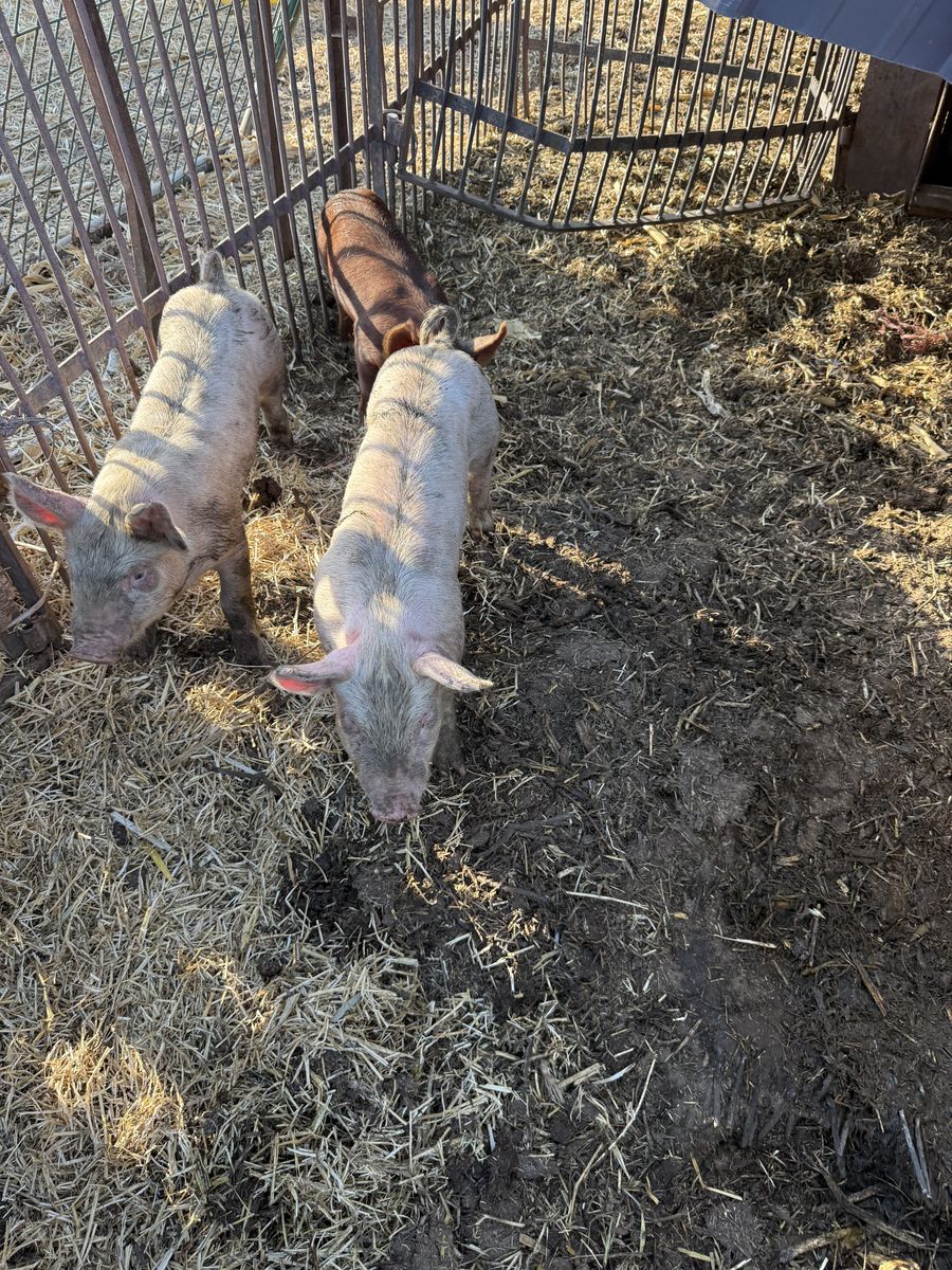 Wiener piglets for sale