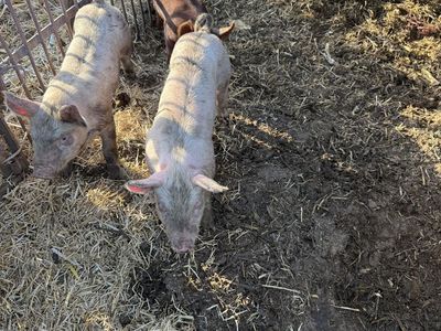 Wiener piglets for sale