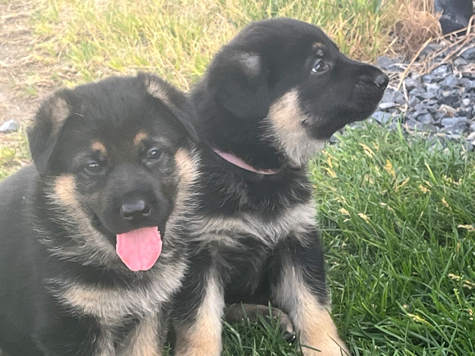 Purebred German Shepherd Puppies