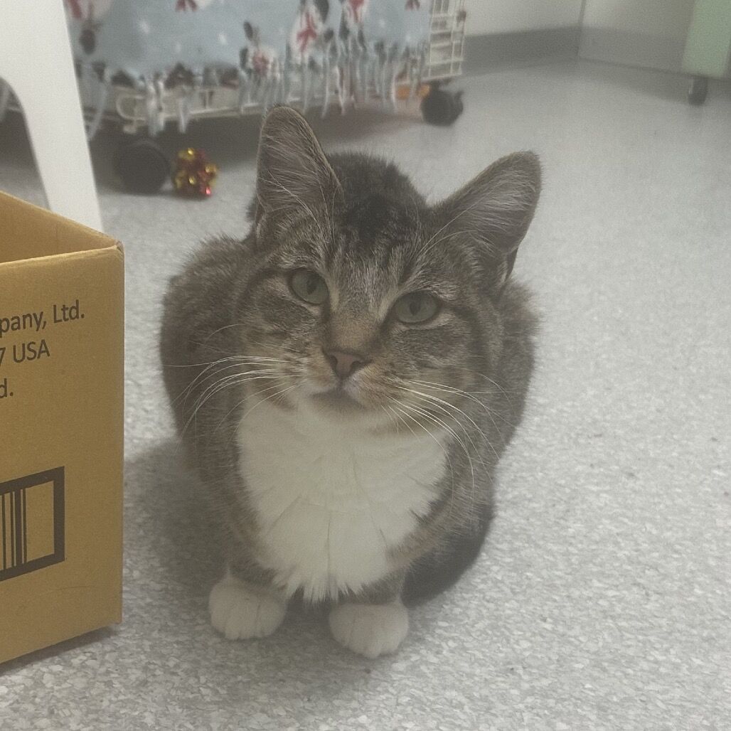 Hello my name is Amazon