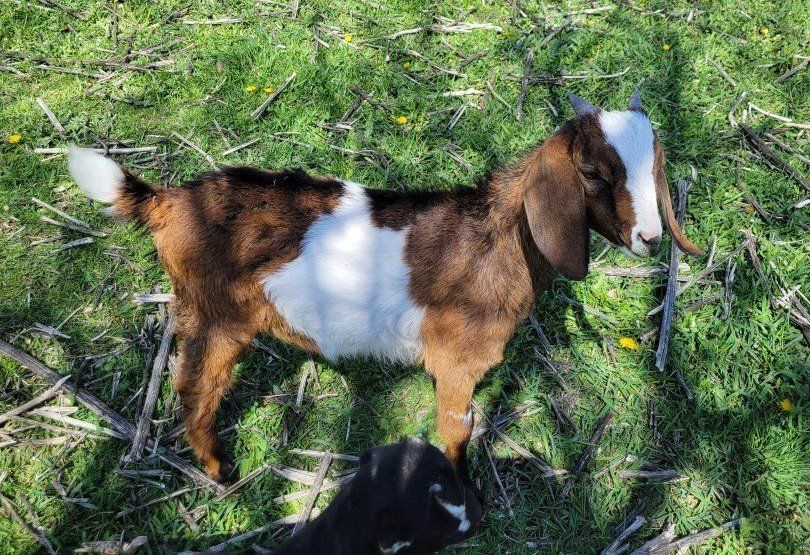 nubian male goat